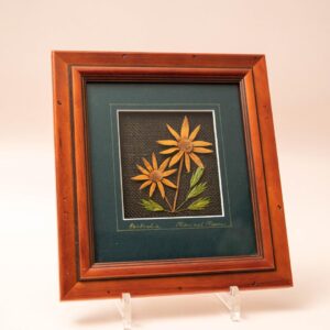 Flannel Flower in houten lijst, botanisch kunstwerk gemaakt door Acacia Designs en afkomstig Australië