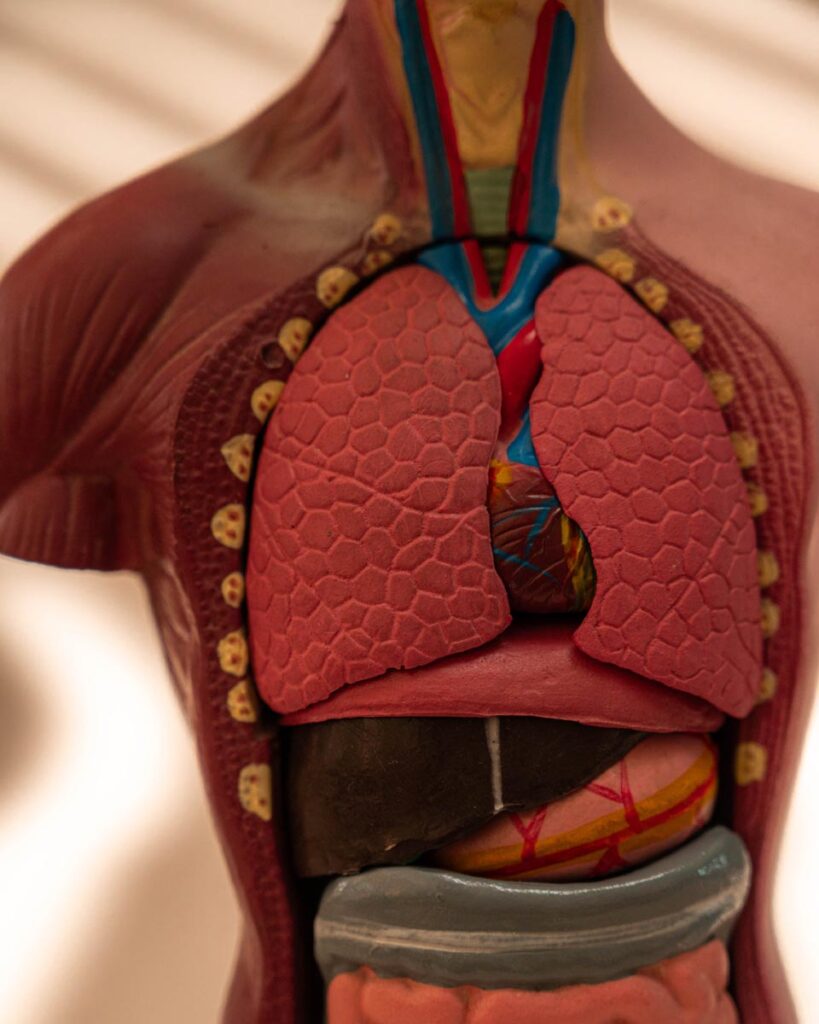 the-fox-and-some-vintage (D4 2026-0985)-7911