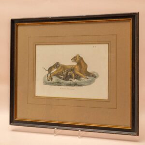 Antieke lithografie leeuwin met welpen in houten lijst