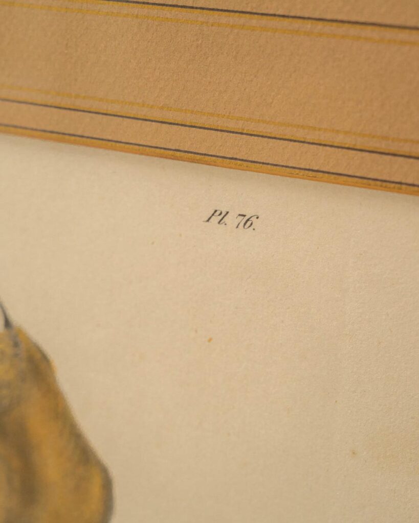 the-fox-and-some-vintage (D13 2026-1190)-9733