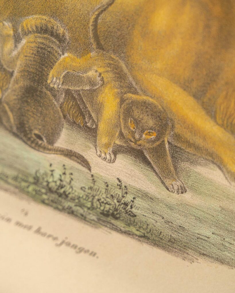 the-fox-and-some-vintage (D13 2026-1190)-9738
