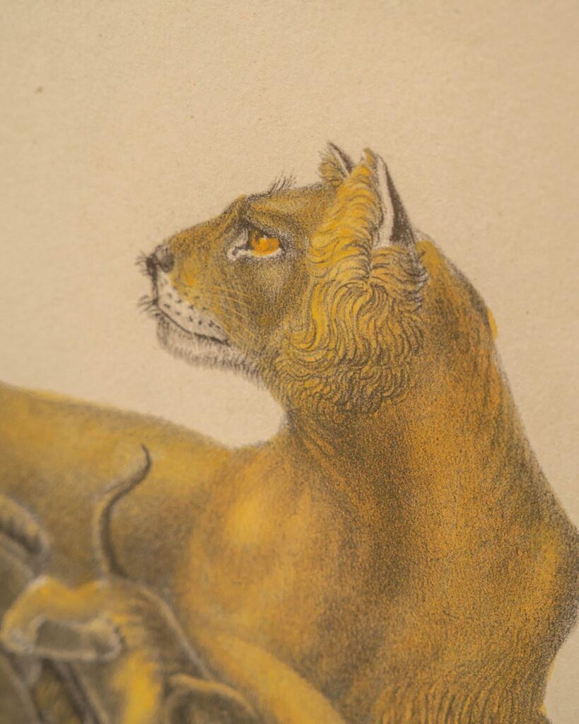 the-fox-and-some-vintage (D13 2026-1190)-9739